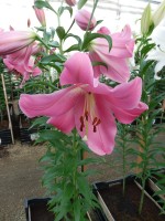 [3520 PO36 Massarossa No102.JPG]